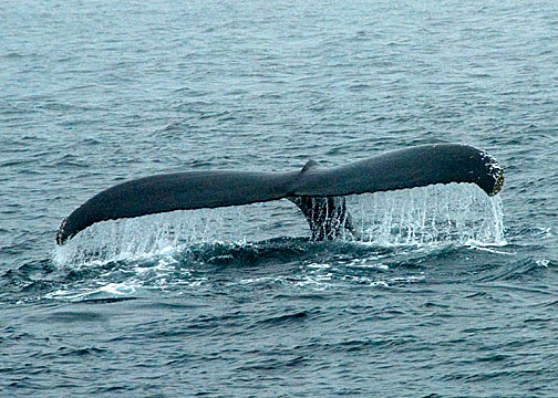 Humpback Whale DSC_12723-Web5x7.jpg