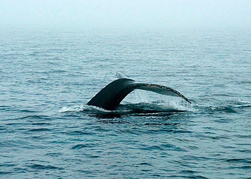 Humpback Whale DSC_12763-6a-Web8x10.jpg
