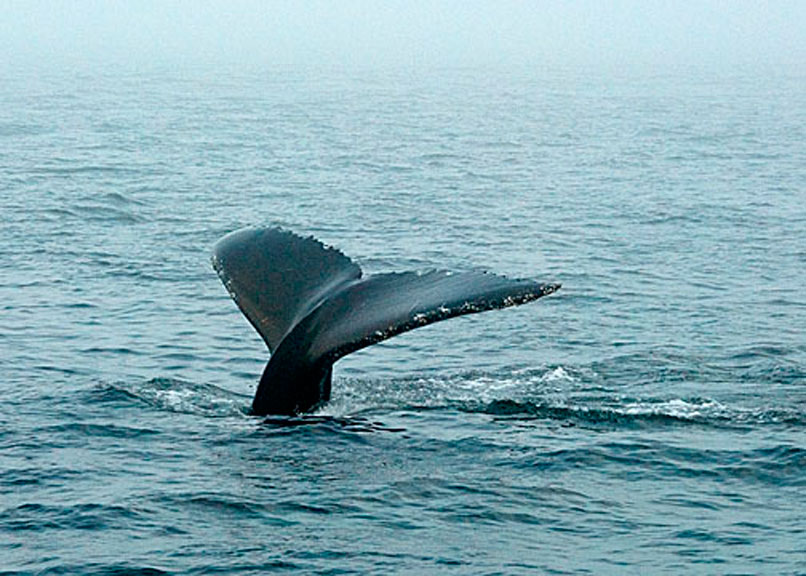 Humpback Whale DSC_12765-8a-Web8x10.jpg