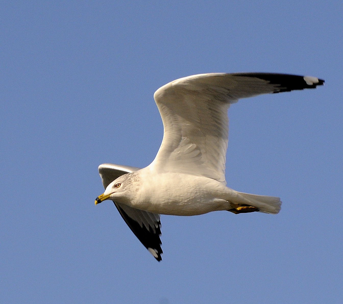 Ring  Billed Gull