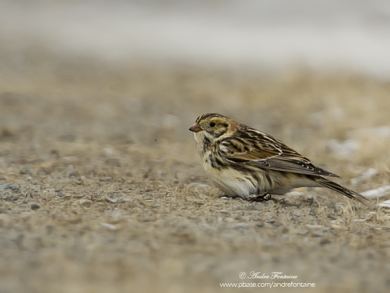 Bruant Lapon  IMG_0893-800.jpg
