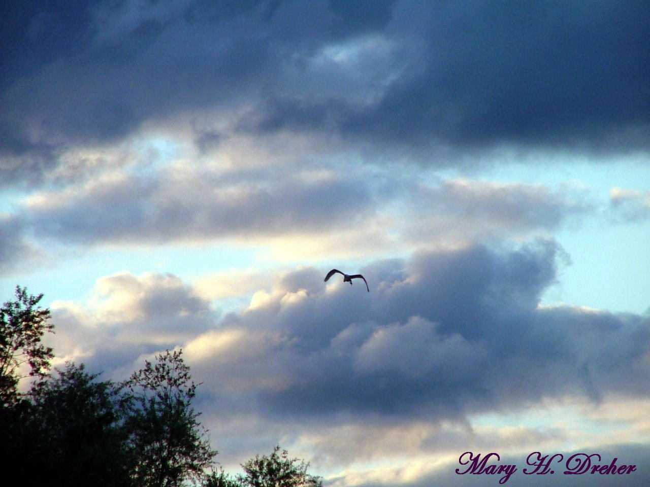 Great Blue Heron chasing the Storm