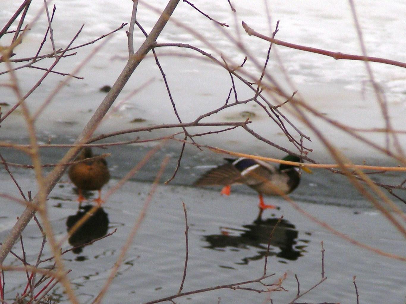 Duck skating.