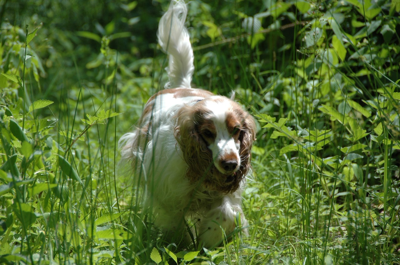 Holly step lightly