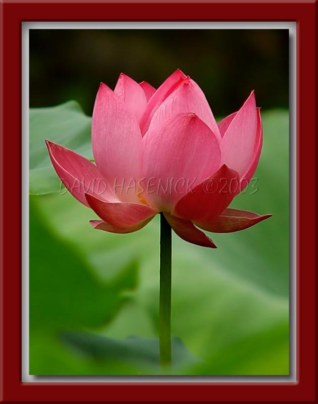 Pink Lotus Blossom