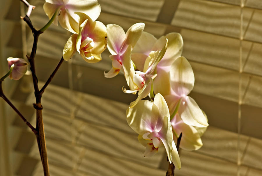 Orchid of Yellow