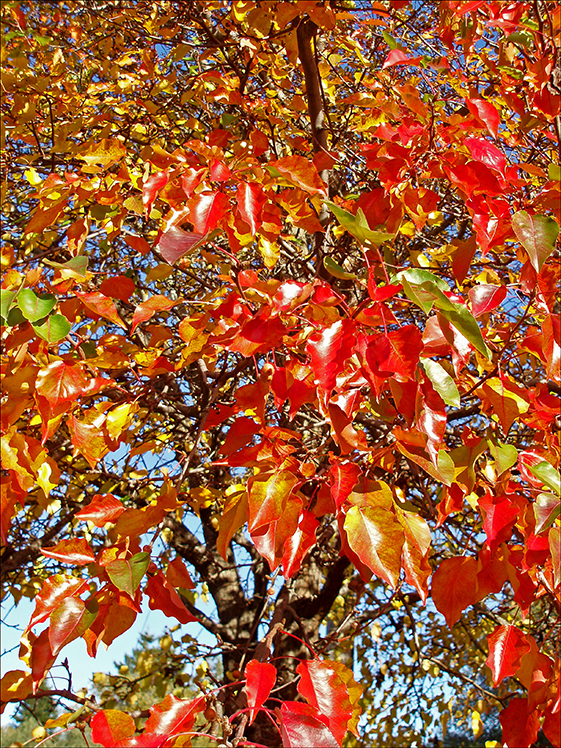 color glory.jpg