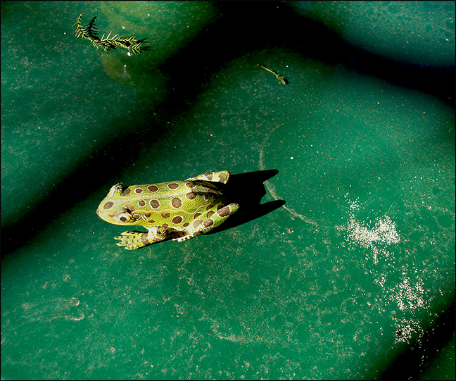 its just a paper moon...no, frog .jpg