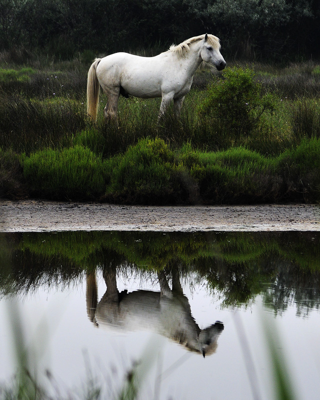 White Horse at the Camargue
