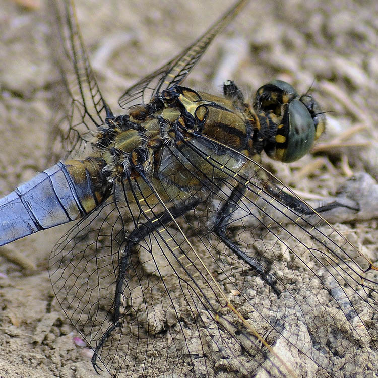 dragonfly