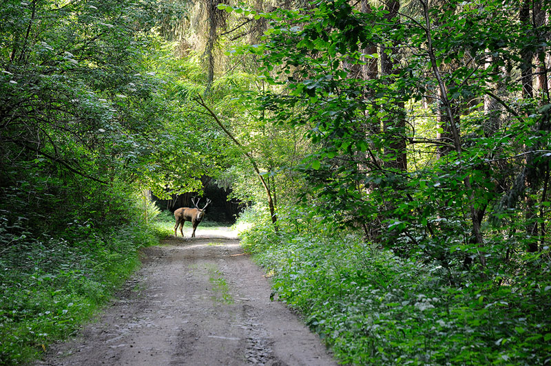 Czech Countryside and deer