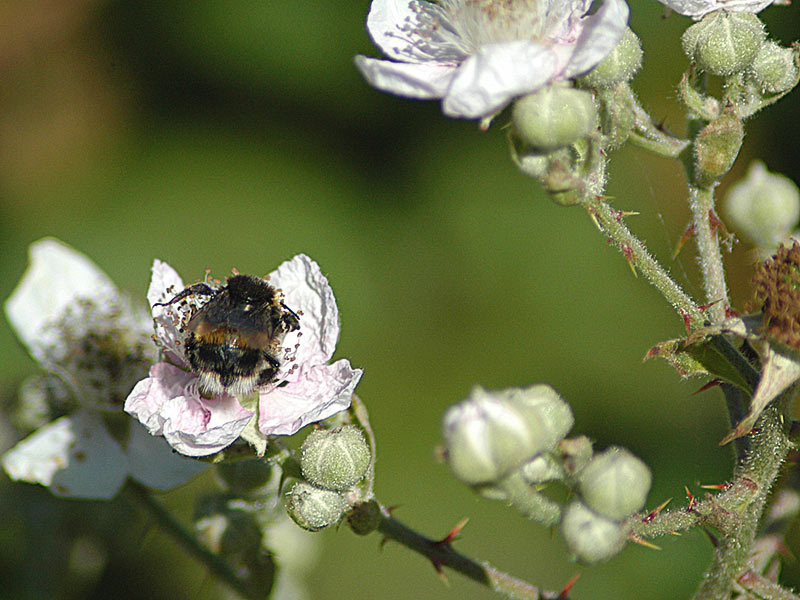 The Summer Bee