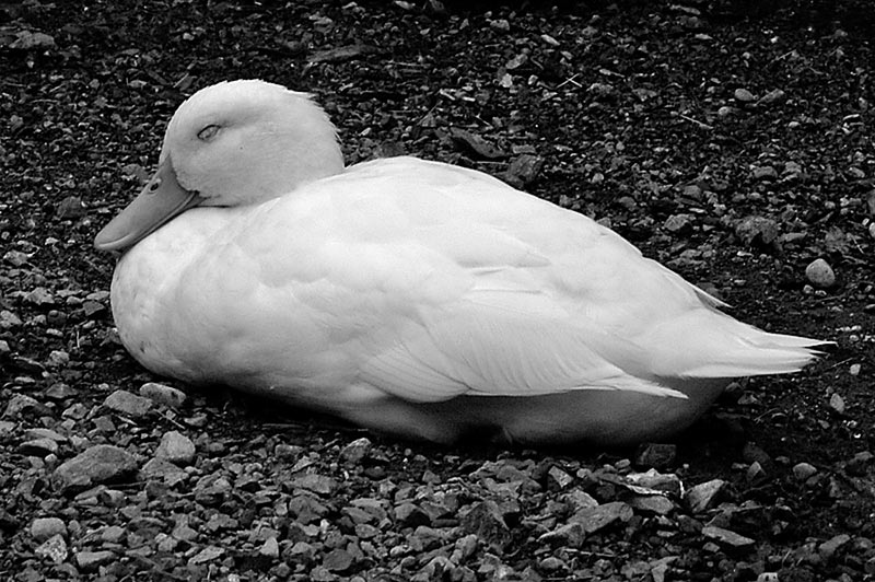 22 Dec 05 - White Duck Asleep