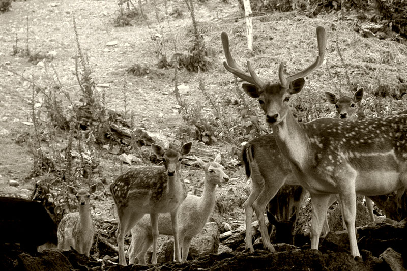 29 Dec 05 - A Few Deer
