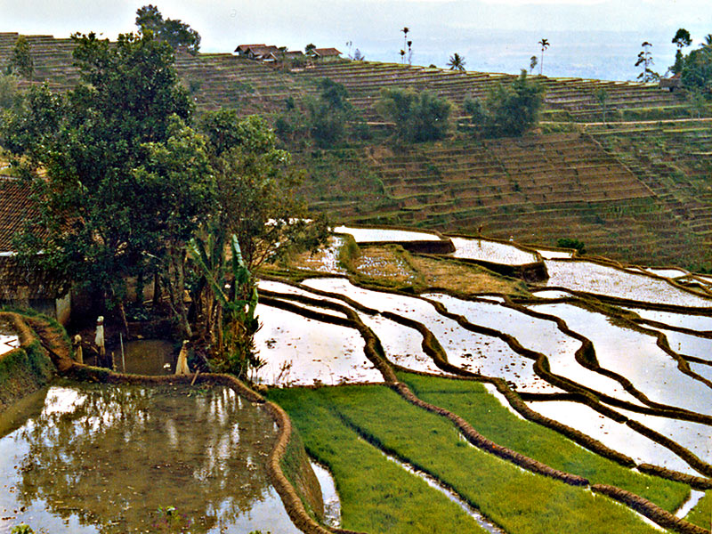 12 Jan 06 - Scans from the Past. Rice fields on the hill from Kamojang to Paseh