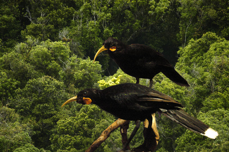 The Huia - Extinct or Not??