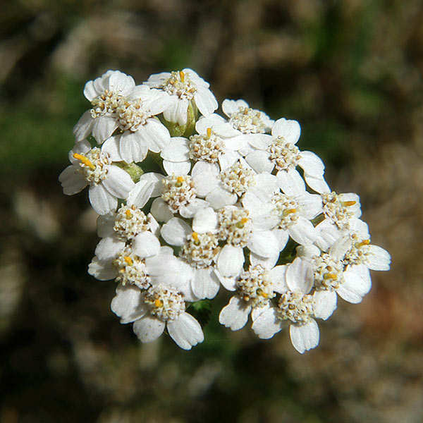 White Weed Flowers