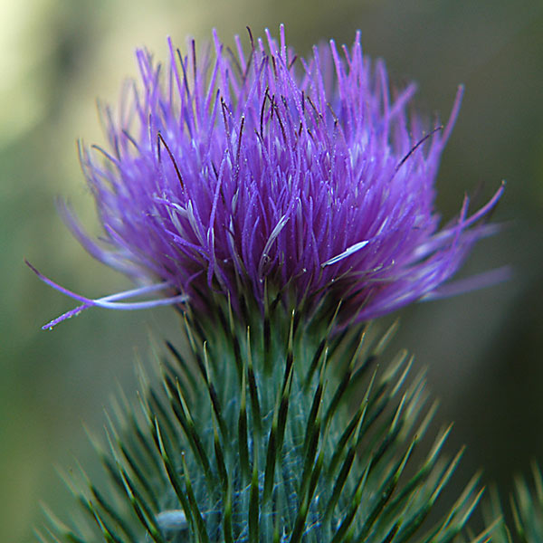 The Thistle