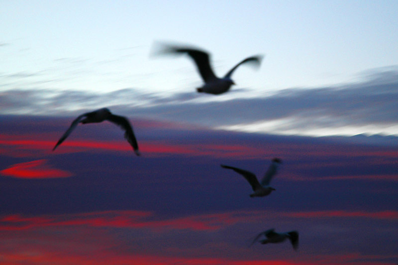 Sea gulls at sunrise