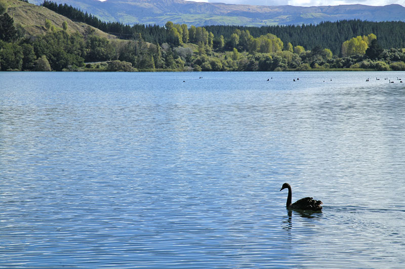 Lake Tutira and Black Swan