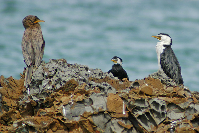 3 Shags having a silent discussion