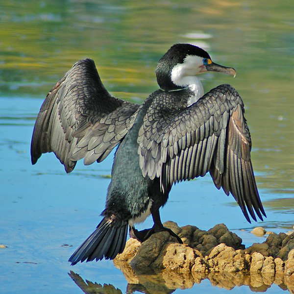 1 April 06 - Pied Cormorant (or Pied Shag)