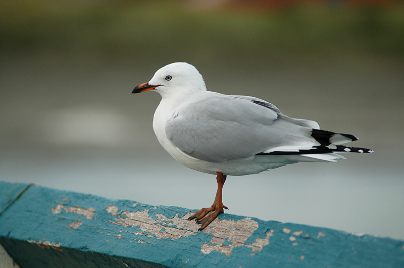 Red-Billed Gull - immature colouring