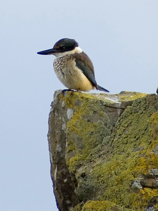 The Kingfisher