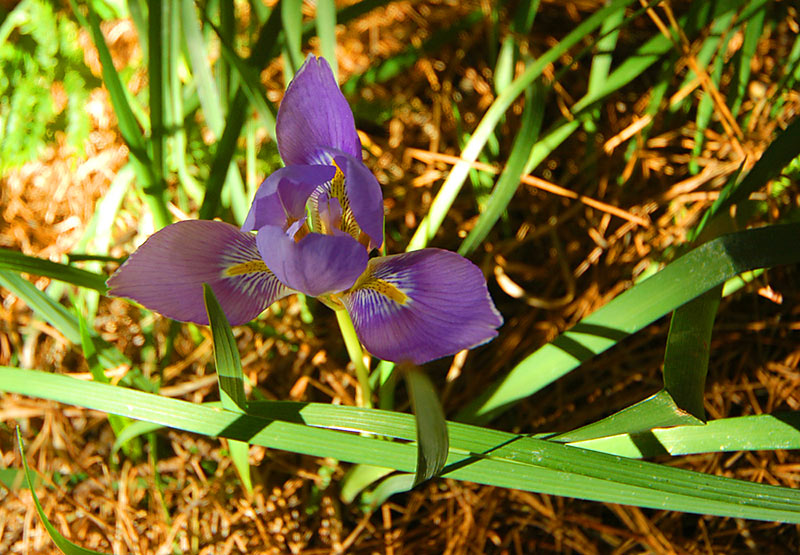 1 June 06 - On the first day of winter!