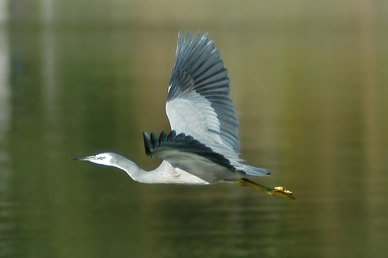 The White Faced Heron Takes Off