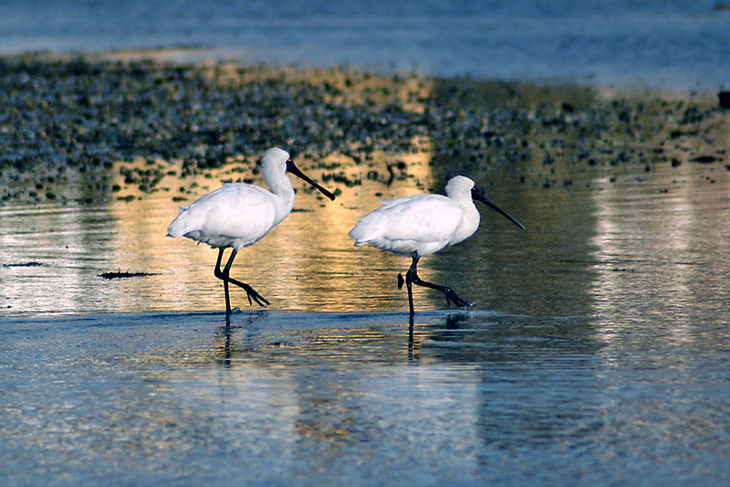 Spoonbills March to Same Beat