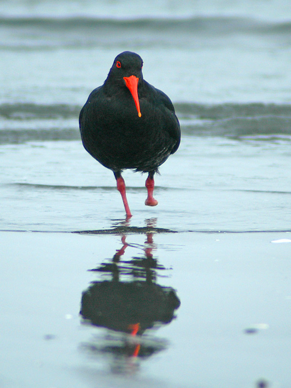 Oyster Catcher