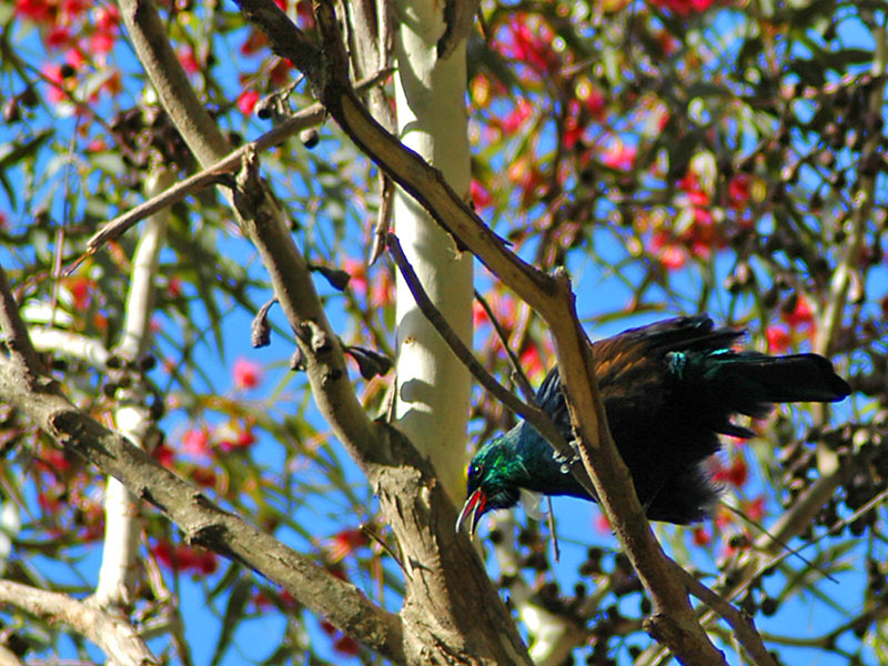 10 July 06 - Today's Tui