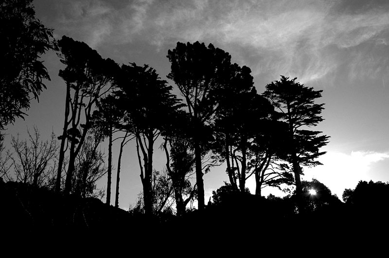 Trees on the Ridge