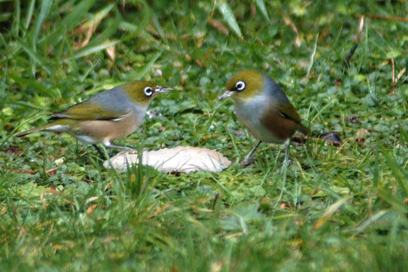 20 July 06 - Two Waxeyes