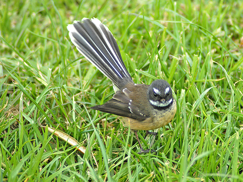 The Fantail