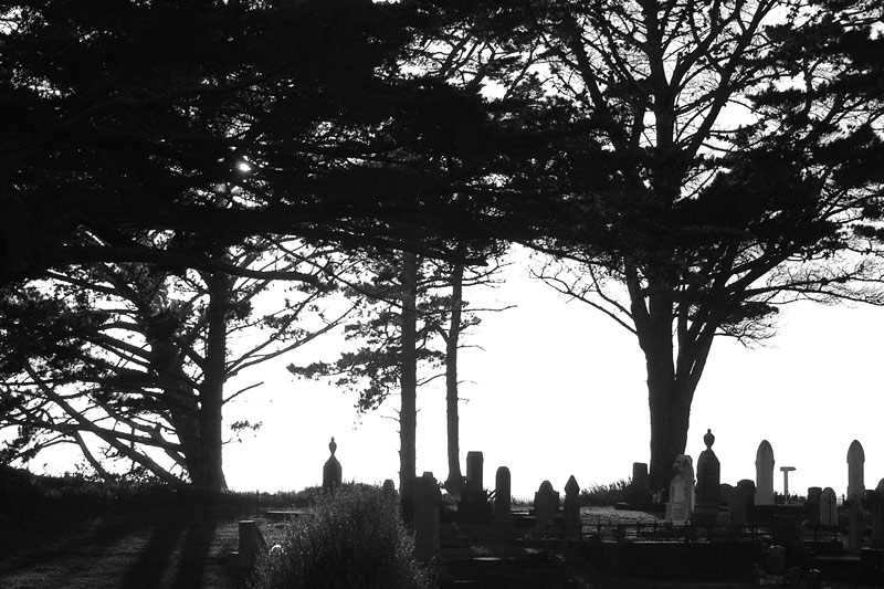 To Rest in the Sun Under the Shade of a Macrocarpa