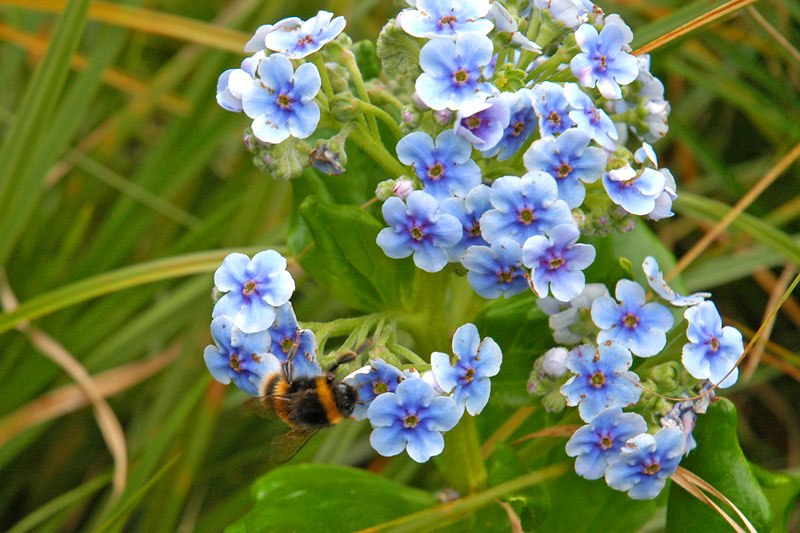 18 August 06 - blue and white