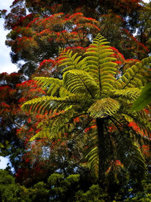 Fern and Rata