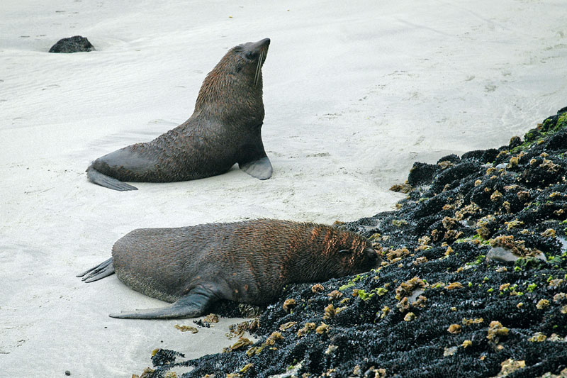 Seals up close