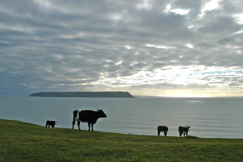 26a August 06 - Cows with a view of Mana Island