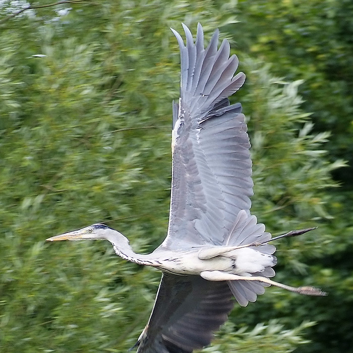 A heron tries to avoid us