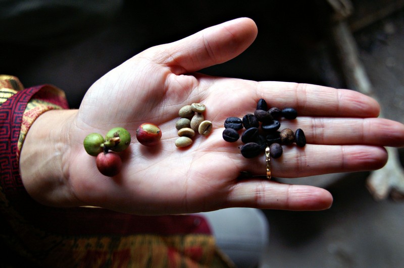 Life cycle of coffee beans