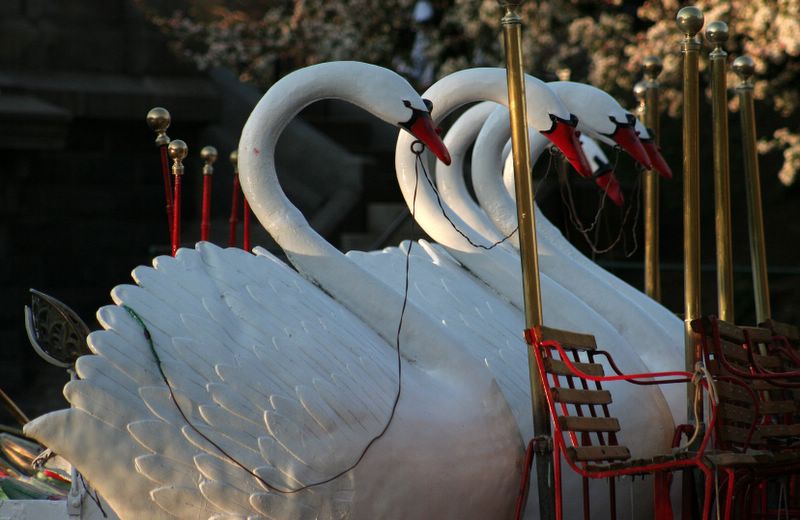Swan Boats