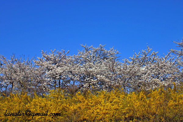 Seoul In Spring
