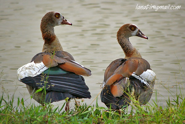 Wetlands