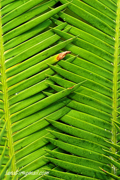 Botanical Gardens