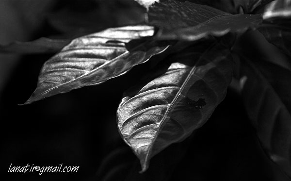 Botanical Gardens