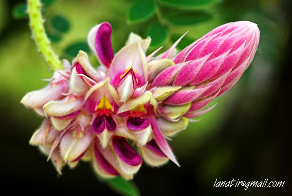Botanical Gardens