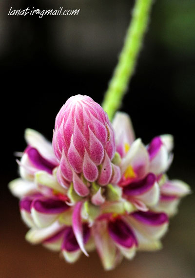 Botanical Gardens